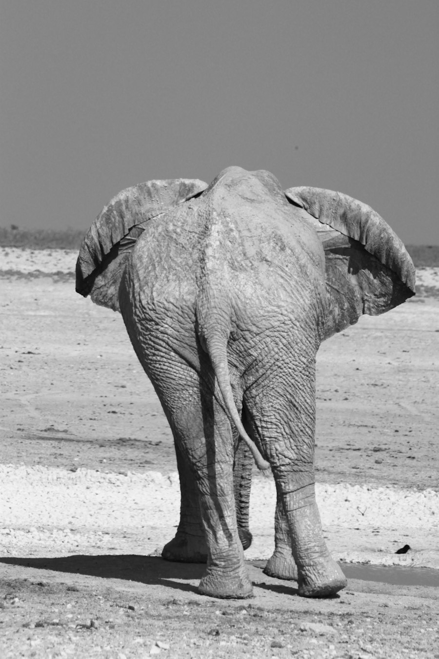 An elephant in the open landscape of Etosha